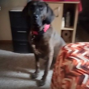 Meet your Posher, Donna